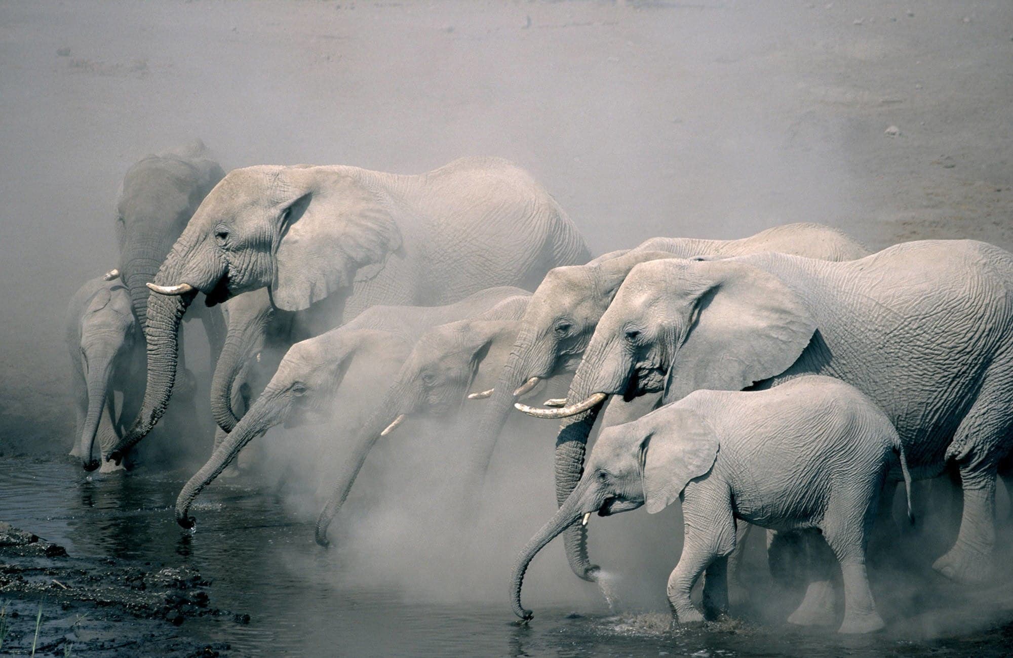 Elephants at waterhole